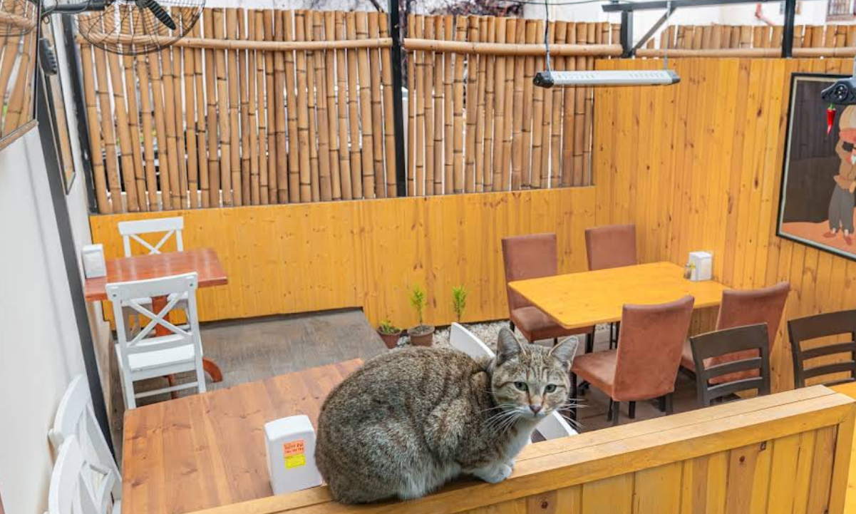 Outdoor Terrace with Restaurant Cat - Family-friendly atmosphere at Tajmahal Restaurant Tbilisi with welcoming outdoor dining