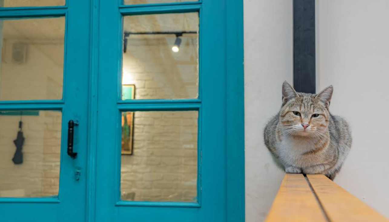 Restaurant Mascot Cat - Friendly atmosphere at the best Indian Restaurant in Tbilisi with welcoming feline greeter